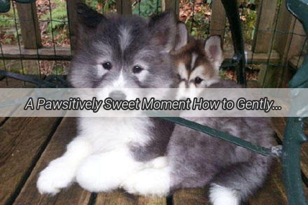 A Pawsitively Sweet Moment How to Gently Wipe Your Dogs Muzzle for a Cleaner Happier Pet